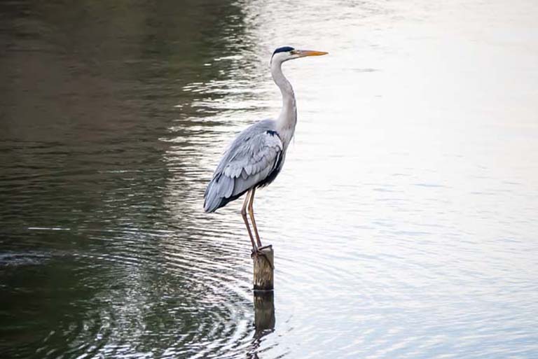 Japanese Heron in a pond 2
