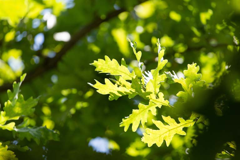 Green leaves on an oak tree in the nature