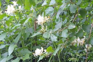 European honeysuckle