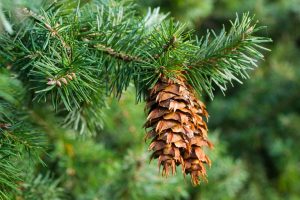 Douglas fir cones