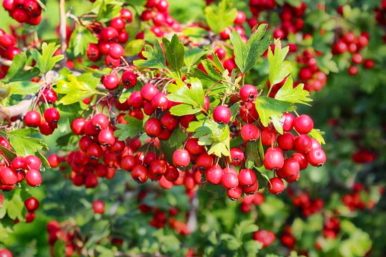 hawthorn berries in the autumn garden