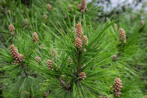 Scots pine - Pinus sylvestris in Sochi Dendrarium. Closeup of cones.
